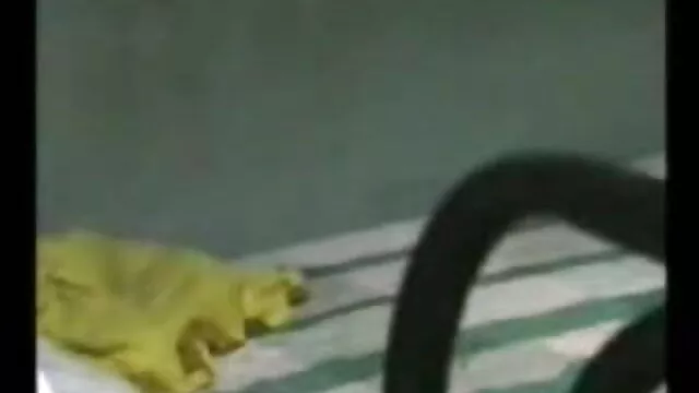 गंदा कदम बेटी-प्रोफेसर छात्र एक पूर्ण चेहरे देता है सेक्सी वीडियो फुल मूवी एचडी हिंदी