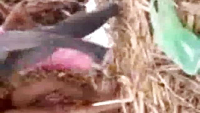 पुराने हिंदी सेक्सी फिल्म फुल एचडी फूहड़ यह गधा में लेता है