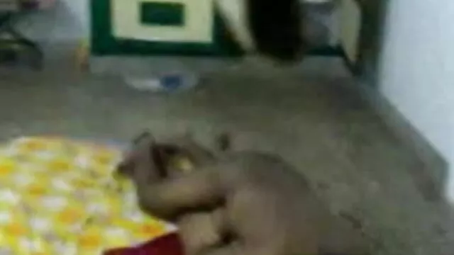 एमेच्योर बिग स्तन सुनहरे बालों ब्लू फिल्म सेक्सी फुल एचडी वाली श्यामला हस्तमैथुन सोलो खिलौने